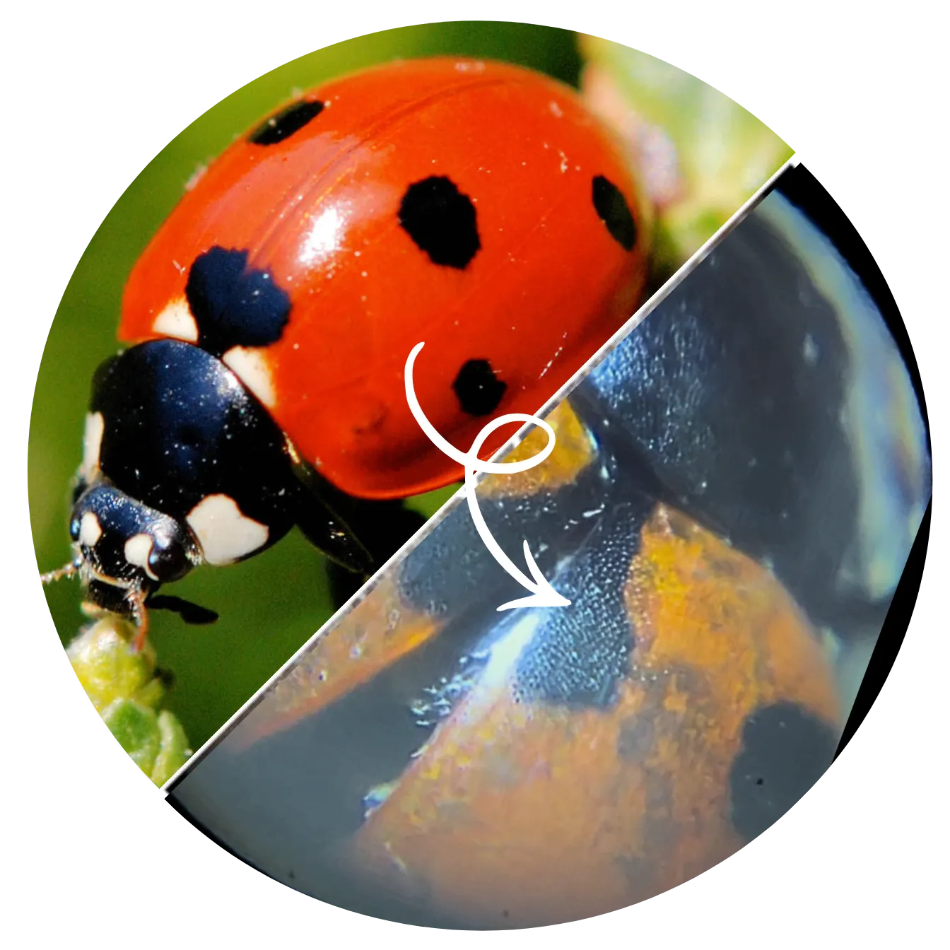 Quel est le grossissement ?